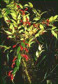 Lipstick plants grow high in the rain forest canopy. 